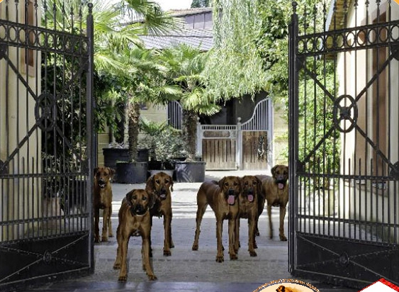 Nyangani Ridgebacks